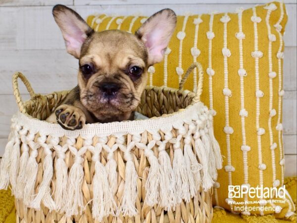 French Bulldog-DOG-Male-Fawn Merle-3849-Petland Lee's Summit, MO