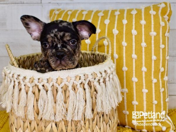 French Bulldog-DOG-Male-Blue Merle-3850-Petland Lee's Summit, MO