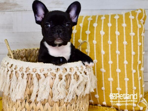 French Bulldog-DOG-Female-Black Brindle-3851-Petland Lee's Summit, MO