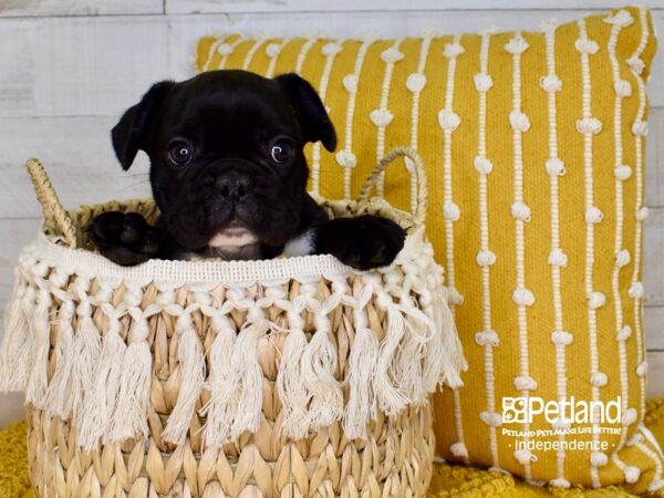 French Bulldog-DOG-Male-Black Brindle-3852-Petland Lee's Summit, MO
