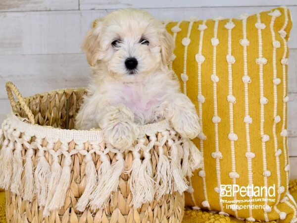 Havapoo-DOG-Female-Cream-3858-Petland Lee's Summit, MO