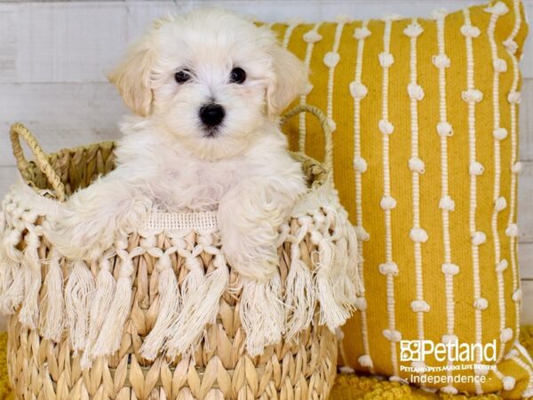 Havapoo-DOG-Male-Cream-3857-Petland Lee's Summit, MO
