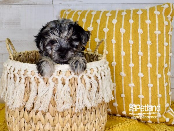 Miniature Aussiedoodle-DOG-Female-Blue Merle-3856-Petland Lee's Summit, MO