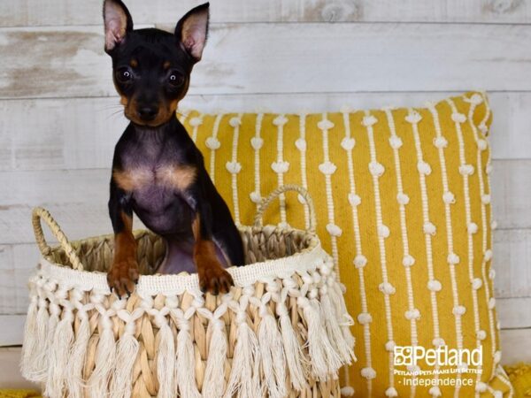 Miniature Pinscher-DOG-Female-Black & Tan-3847-Petland Lee's Summit, MO