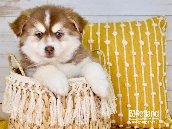 Pomsky-DOG-Male--3860-Petland Lee's Summit, MO