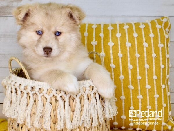 Pomsky-DOG-Female--3864-Petland Lee's Summit, MO