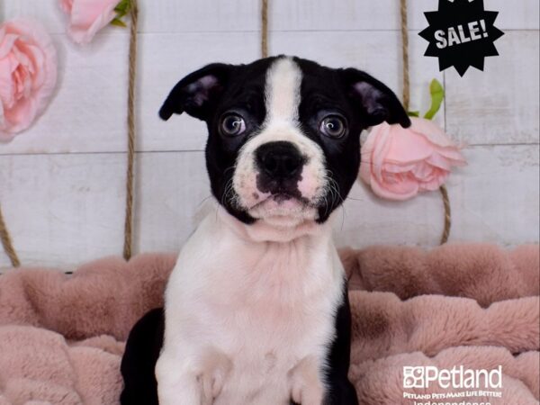 Boston Terrier-DOG-Male-Black and White-3711-Petland Lee's Summit, MO