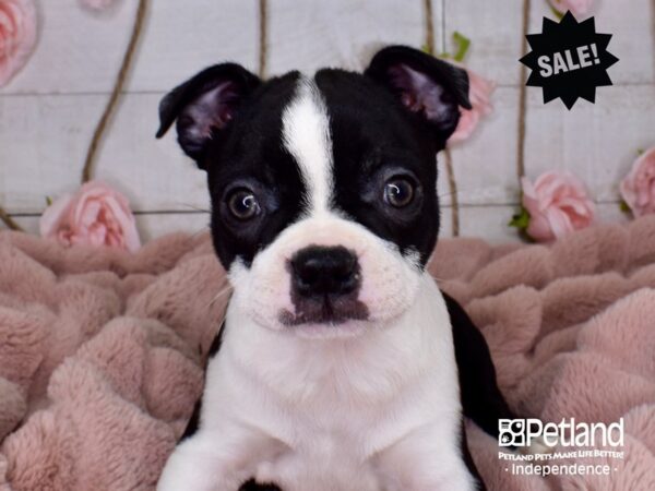 Boston Terrier-DOG-Female-Black and White-3712-Petland Lee's Summit, MO