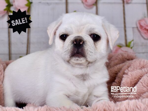 Pug-DOG-Male-Silver Fawn-3736-Petland Lee's Summit, MO