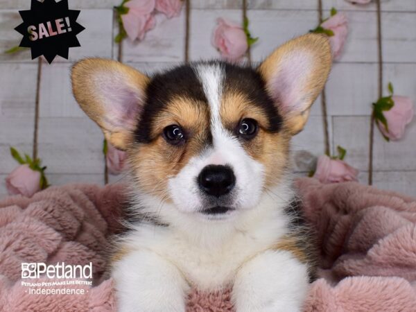Pembroke Welsh Corgi-DOG-Female-Black Tricolor-3719-Petland Lee's Summit, MO