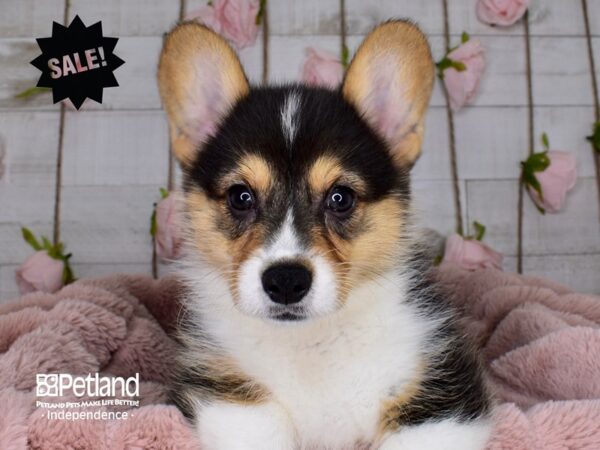 Pembroke Welsh Corgi-DOG-Female-Black Tricolor-3720-Petland Lee's Summit, MO