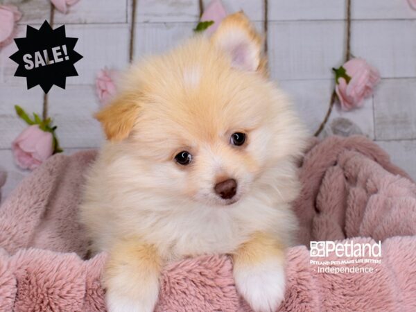 Pomeranian-DOG-Male--3684-Petland Lee's Summit, MO