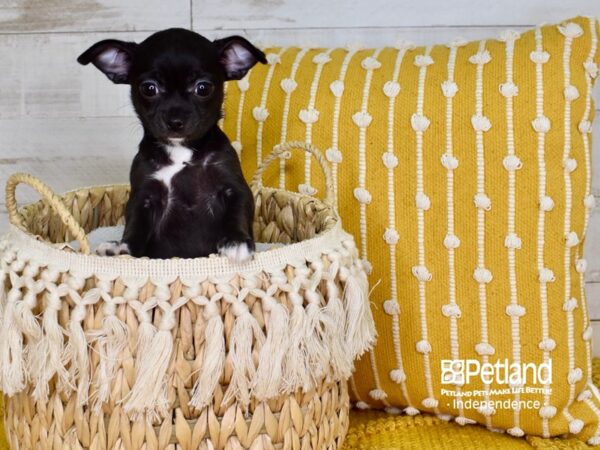Chihuahua-DOG-Female-Black-3867-Petland Lee's Summit, MO