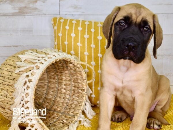 English Mastiff-DOG-Male-Fawn-3868-Petland Lee's Summit, MO