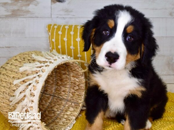 Bernese Mountain Dog-DOG-Male-Black Rust and White-3887-Petland Lee's Summit, MO