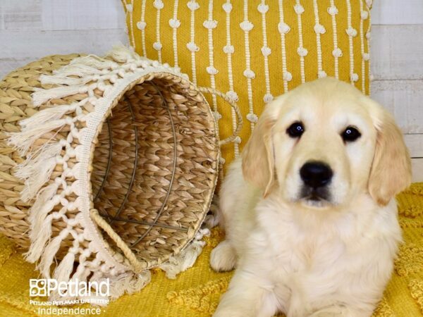 Golden Retriever-DOG-Female-Light Golden-3895-Petland Lee's Summit, MO