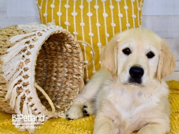 Golden Retriever-DOG-Male-Light Golden-3896-Petland Lee's Summit, MO