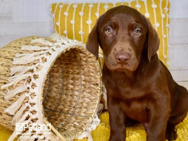 Labrador Retriever-DOG-Male-Chocolate-3877-Petland Lee's Summit, MO
