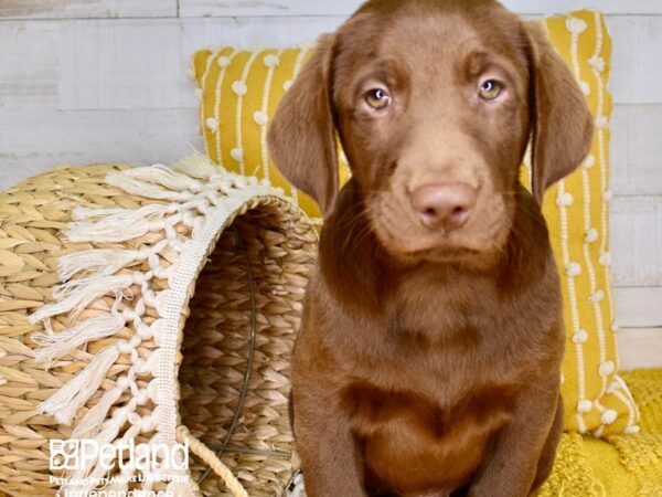 Labrador Retriever-DOG-Male-Chocolate-3878-Petland Lee's Summit, MO