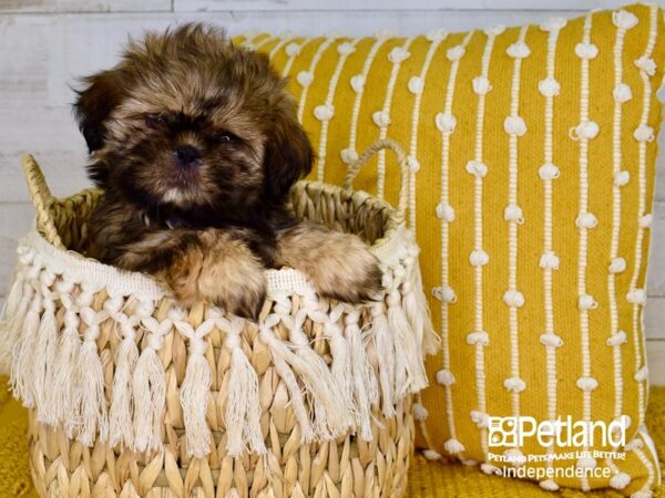 Shih Tzu-DOG-Male--3874-Petland Lee's Summit, MO