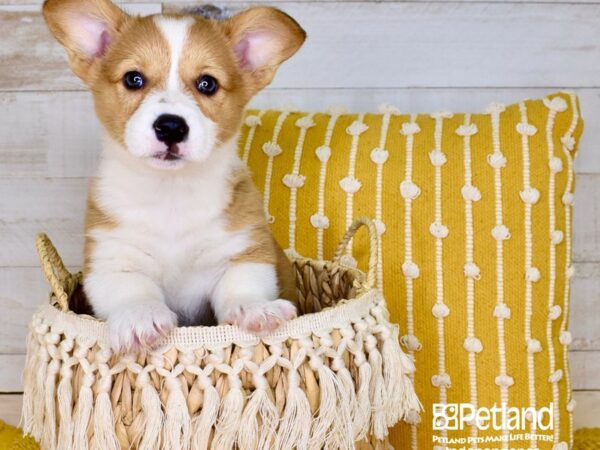 Pembroke Welsh Corgi-DOG-Female-Red & White-3886-Petland Lee's Summit, MO
