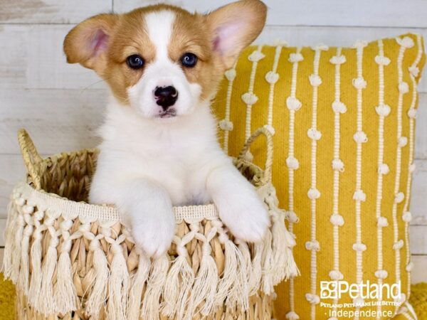 Pembroke Welsh Corgi-DOG-Female-Red & White-3885-Petland Lee's Summit, MO