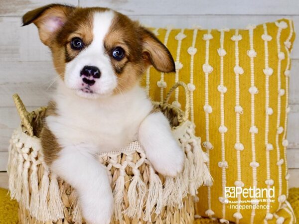Pembroke Welsh Corgi-DOG-Male-Red & White-3884-Petland Lee's Summit, MO