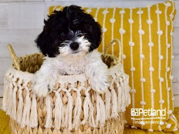 Havapoo-DOG-Male-Black & White-3893-Petland Lee's Summit, MO