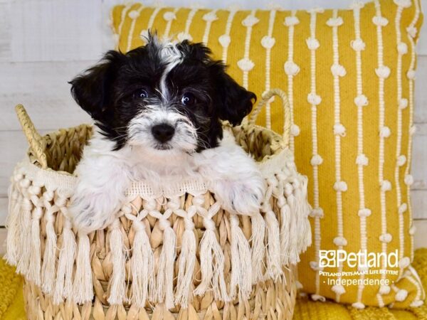 Havapoo-DOG-Female-Black & White-3894-Petland Lee's Summit, MO