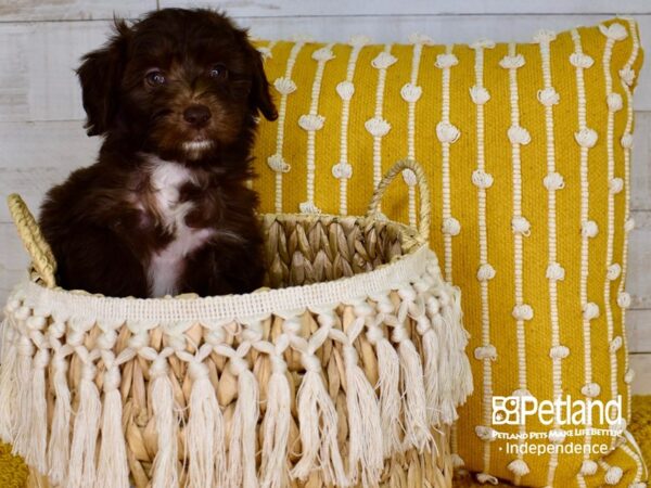 Miniature Aussiedoodle-DOG-Male-Brown & White-3892-Petland Lee's Summit, MO