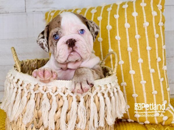 English Bulldog-DOG-Female-Blue Merle-3899-Petland Lee's Summit, MO