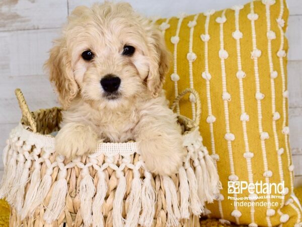 Miniature Goldendoodle-DOG-Male-Golden-3904-Petland Lee's Summit, MO