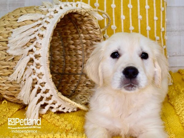 Golden Retriever-DOG-Male-Light Golden-3902-Petland Lee's Summit, MO