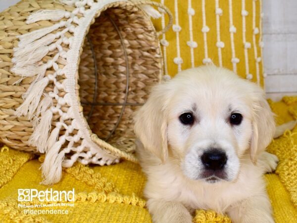 Golden Retriever-DOG-Female-Light Golden-3903-Petland Lee's Summit, MO