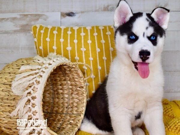 Siberian Husky-DOG-Male-Black and White-3900-Petland Lee's Summit, MO
