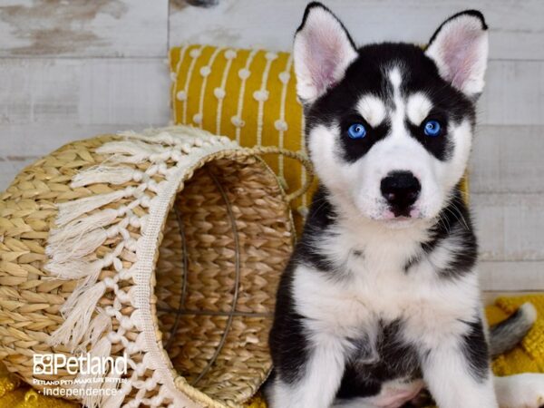 Siberian Husky-DOG-Female-Black and White-3901-Petland Lee's Summit, MO