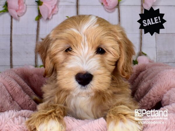 Mini Goldendoodle 2nd Gen.-DOG-Male-Red-3723-Petland Lee's Summit, MO