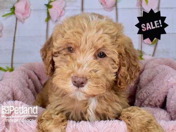 Mini Goldendoodle 2nd Gen.-DOG-Male-Red-3722-Petland Lee's Summit, MO