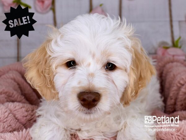 Miniature Goldendoodle-DOG-Male-White and Cream-3772-Petland Lee's Summit, MO