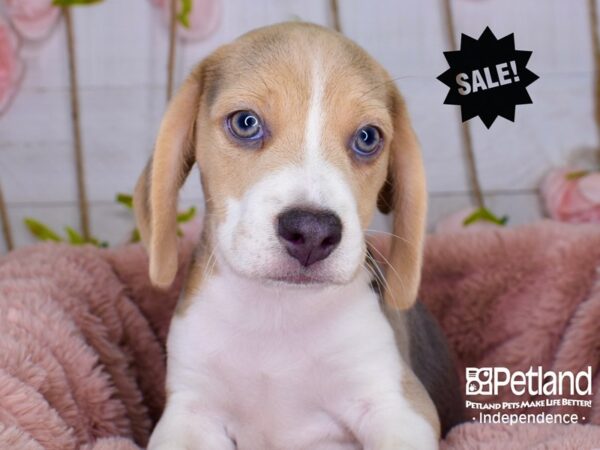 Beagle-DOG-Male-Blue and Tan-3751-Petland Lee's Summit, MO