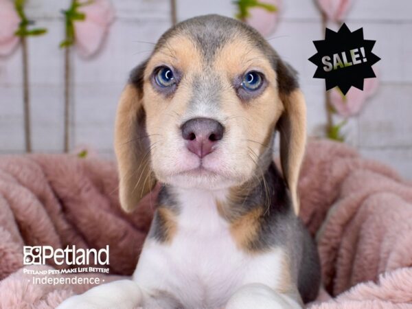 Beagle-DOG-Female-Blue and Tan-3753-Petland Lee's Summit, MO