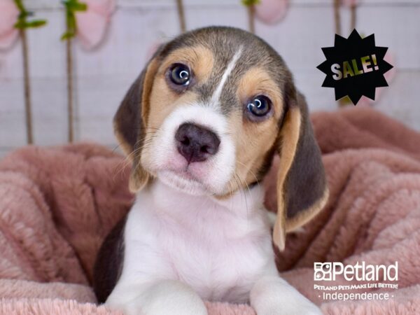 Beagle-DOG-Female-Blue and Tan-3752-Petland Lee's Summit, MO