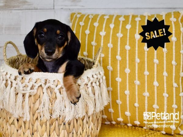 Dachshund-DOG-Male-Black & Tan-3777-Petland Lee's Summit, MO