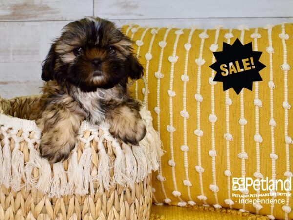 Shih Tzu-DOG-Male-Gold-3787-Petland Lee's Summit, MO