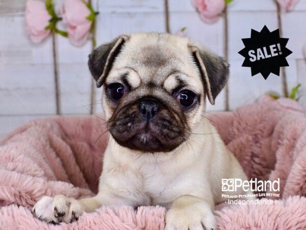 Pug-DOG-Female-Fawn-3755-Petland Lee's Summit, MO