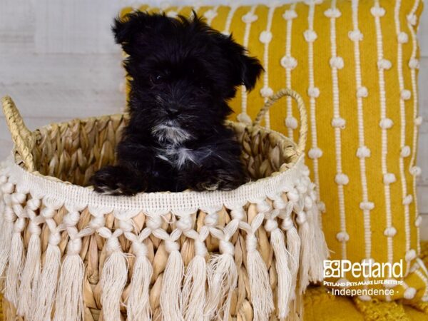 Morkie-DOG-Female-Black-3905-Petland Lee's Summit, MO
