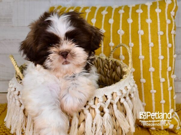 Shih Tzu-DOG-Female-Black and Tan Parti-3908-Petland Lee's Summit, MO