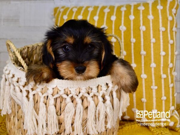 Yorkshire Terrier-DOG-Male-Black and Tan-3910-Petland Lee's Summit, MO