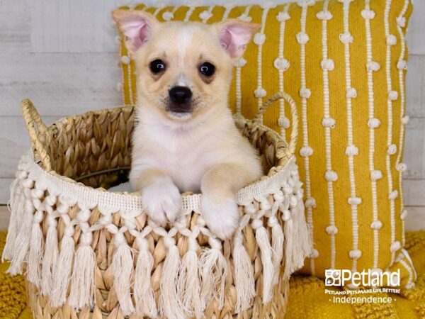Pomchi-DOG-Male-Cream Merle-3918-Petland Lee's Summit, MO