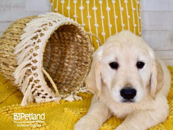 Golden Retriever-DOG-Male-Light Golden-3912-Petland Lee's Summit, MO